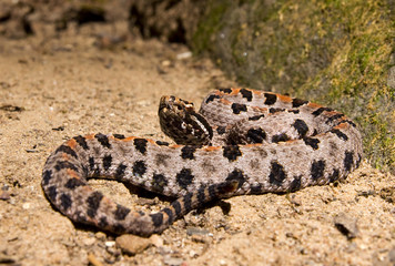 Western Pygmy Rattlesnake (Sistrurus miliarius streckeri)