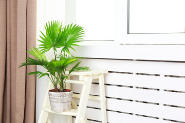 Palm tree (Livistona Rotundifolia) in flowerpot on ladder at home