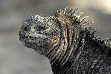The marine iguana on the black stiffened lava. The male of marine iguana (Amblyrhynchus cristatus)