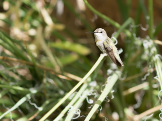 Ruby-throated Hummingbird  on nest