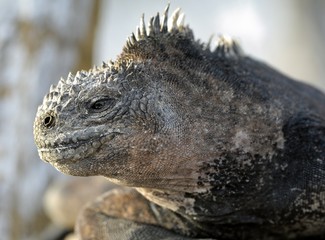 The marine iguana on the black stiffened lava. The male of marine iguana (Amblyrhynchus cristatus)