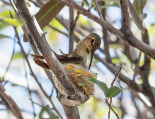 Ruby-throated Hummingbird  on nest