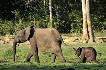 Fototapeta na wymiar The elephant calf and elephant cow The African Forest Elephant, Loxodonta africana cyclotis. At the Dzanga saline (a forest clearing) Central African Republic, Dzanga Sangha