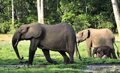 The elephant calf and elephant cow The African Forest Elephant, Loxodonta africana cyclotis. At the Dzanga saline (a forest clearing) Central African Republic, Dzanga Sangha

