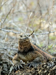 The marine iguana on the black stiffened lava. The male of marine iguana (Amblyrhynchus cristatus)