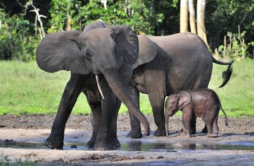 Fototapeta premium The elephant calf and elephant cow The African Forest Elephant, Loxodonta africana cyclotis. At the Dzanga saline (a forest clearing) Central African Republic, Dzanga Sangha