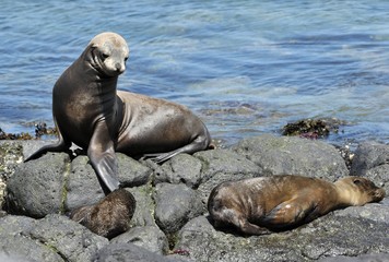 Fototapeta premium A Sea Lion rests on the rocky shoreline of the Galapagos Islands