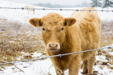 Calf behind barbed wire on the snowy field. Arkansas, United Sta