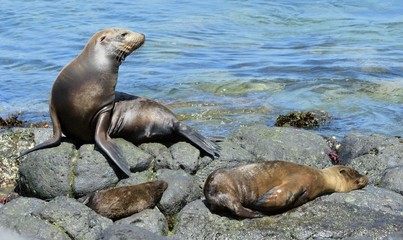 A Sea Lion rests on the rocky shoreline of the Galapagos Islands