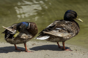 Stockenten