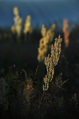 Rumex acetosa, also known as common sorrel at sunrise light.
