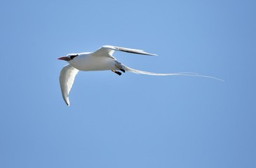Red-billed Tropicbird (Phaethon aethereus) in sky on galapagos island.