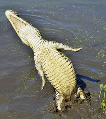 Naklejka premium The Cuban crocodile (Crocodylus rhombifer) jumping out of water