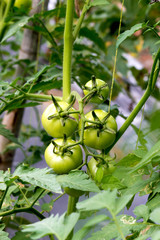 fresh tomatoes plants growth in a farm