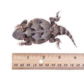 Fototapeta premium Greater Short-horned lizard (Phrynosoma platyrhinos) near th