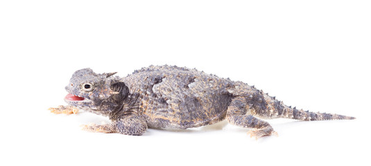 Short-horned lizard  (Phrynosoma platyrhinos) with mouth open. I