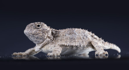 Naklejka premium Short-horned lizard (Phrynosoma platyrhinos) on dark backgroun