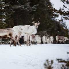 Naklejka na ściany i meble Reindeer flock in the wild at winter