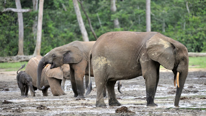  African Forest Elephant, Loxodonta africana cyclotis, of Congo Basin. At the Dzanga 
saline (a forest clearing) Central African Republic, Sangha-Mbaere, Dzanga Sangha
