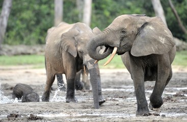 Fototapeta na wymiar African Forest Elephant, Loxodonta africana cyclotis, of Congo Basin. At the Dzanga saline (a forest clearing) Central African Republic, Sangha-Mbaere, Dzanga Sangha 