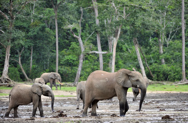  African Forest Elephant, Loxodonta africana cyclotis, of Congo Basin. At the Dzanga 
saline (a forest clearing) Central African Republic, Sangha-Mbaere, Dzanga Sangha
