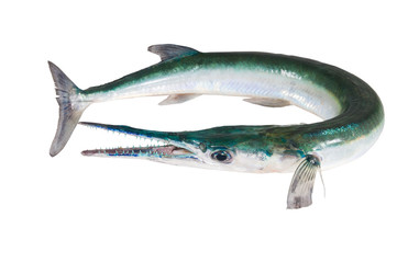 The garfish (Belone belone), or sea needle, is a pelagic, oceano