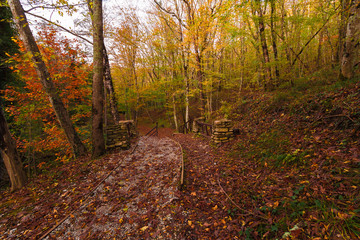 Colors of autumn forest
