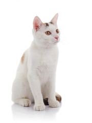 White domestic cat with yellow eyes