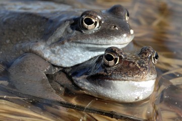 Copulation of The common frog (Rana temporaria) mating, also known as the European common frog, European common brown frog, or European grass frog,