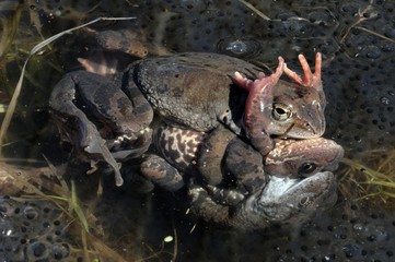 Copulation of The common frog (Rana temporaria) mating, also known as the European common frog, European common brown frog, or European grass frog,
