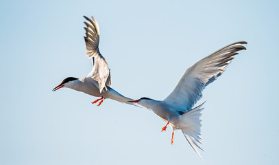 Fototapeta premium The Tern flies holding a beak a tail of other Tern. Closeup Portrait of Common Terns (Sterna hirundo). Adult common terns in flight