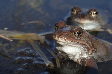 Copulation of The common frog (Rana temporaria) mating, also known as the European common frog, European common brown frog, or European grass frog,