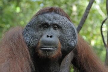 The adult male of the Orangutan in the bush. Adult male of the orangutan in the wild nature.