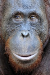 Orangutan Portrait. A portrait of the young orangutan on a nickname Ben. Close up at a short...
