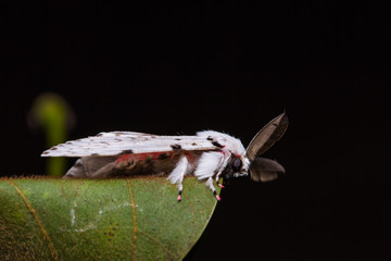 Lymantria marginalis moth on green leaf