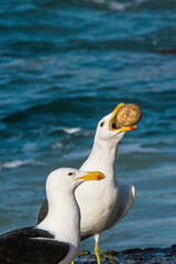A Gull stealing the egg of an endangered African Penguin