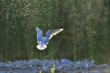 The Little Gull (Larus minutus) in flight on the green grass background.