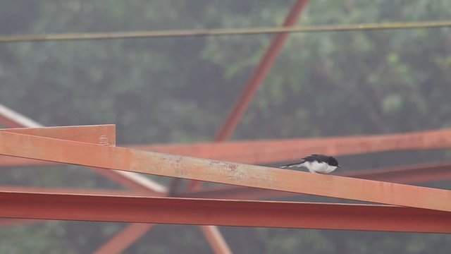 Dark-backed Sibia bird is jumping on the iron bar with foggy climatic condition