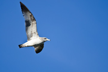 Ring-Billed Gull Flying in a Blue Sky
