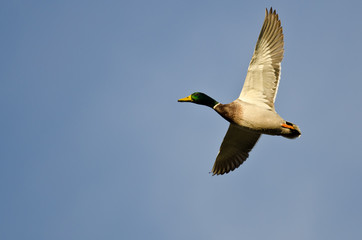 Obraz premium Male Mallard Duck Flying in a Blue Sky