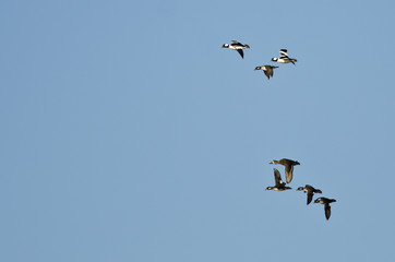 Flock of Bufflehead Ducks Flying in a Blue Sky