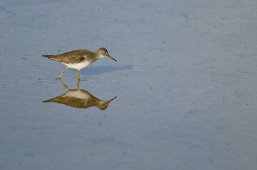 Lesser Yellowlegs Sandpiper Wading in Shallow Blue Water