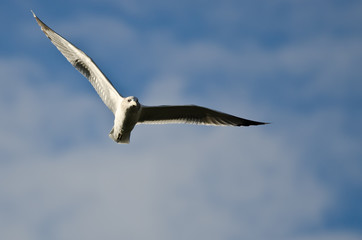 Fototapeta na wymiar Ring-Billed Gull Flying in a Cloudy Blue Sky