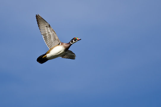Male Wood Duck Flying in a Blue Sky