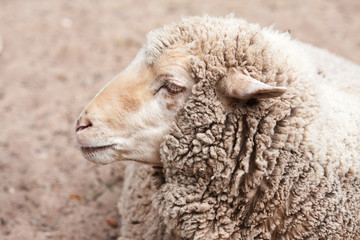 woolly sheep in zoo summer day