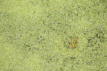 Laubfrosch und Wasserlinsen / Die Nahaufnahme eines Frosches der sich in in  Wasserlinsen versteckt  © ginton