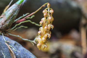 wild orchids in forest of Thailand
