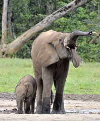 Fototapeta premium The elephant calf is fed with milk of an elephant cow The African Forest Elephant, Loxodonta africana cyclotis. At the Dzanga saline (a forest clearing) Central African Republic, Dzanga Sangha