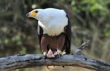 African Fish Eagle; Haliaeetus Vocifer; South Africa