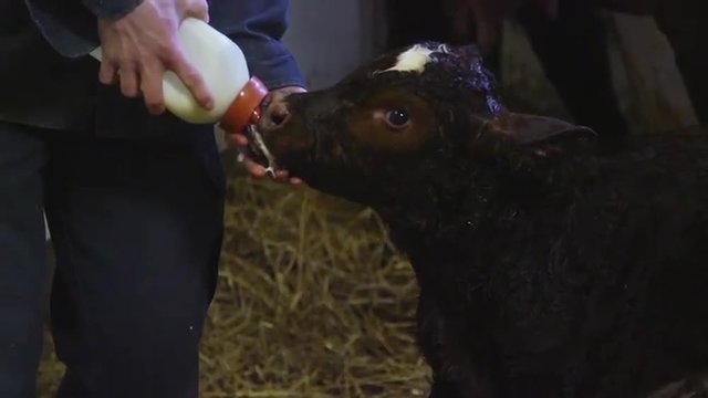 Baby cow drinking milk from a bottle